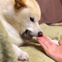 『使用後じゃないとダメなんです』靴下を必死に守る犬…まさかの『こだわり』に爆笑　癖が強い姿に注目集まる