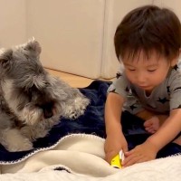 犬が『赤ちゃんの突然のゲップ』に驚いてしまった結果…2人のやりとりが可愛すぎると4万8000再生「弟くんも自分でびっくりしてるｗ」と爆笑