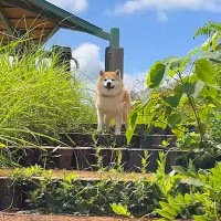 犬と空港近くでお散歩をしていたら、お姉ちゃんが現れ…再会で『感情が大爆発する姿』が感動的だと7万再生「まるでドラマ」「泣けてきた」