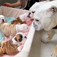 『生後1ヶ月の赤ちゃん犬』に会いに行った結果…可愛いが大渋滞してしまう『天国のような光景』が72万再生「反則級」「永遠に見ていたい」