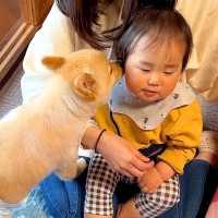 犬が『1歳の赤ちゃん』と会った結果…まさかの『自分の子供のようにお世話する様子』が尊すぎると14万再生「心洗われる」「見る目が優しい」