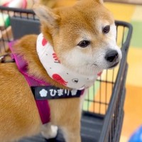 子なし夫婦が『犬を我が子のように育てた』結果…尊すぎる『3年後の姿』が感慨深いと11万再生「なんだか涙出る…感動した」「大切な宝物」