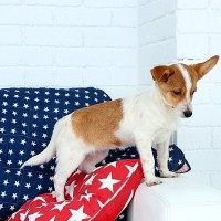 犬にとってよくない『インテリア』5選　愛犬に不快感や危険をもたらすモノとは？