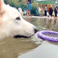 プールに浮かぶおもちゃを取りたい大型犬…思わず応援したくなる『かわいい展開』が11万再生「勇敢そうなのにｗ」「うろうろして可愛すぎる」