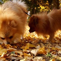 犬が『銀杏を拾い食い』するのは危険？表れる中毒症状や致死量、適切な対応方法まで解説