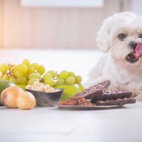 犬が死ぬかもしれない『食品』４選　絶対に食べさせてはいけない理由や誤食を防ぐための対策まで