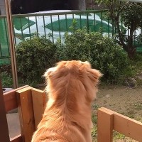 『行かないで…』大型犬がパパをお見送りした結果…切なすぎる『永遠のお別れ感』が泣けると70万再生「仕事行けないｗ」「哀愁たっぷり」