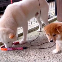 犬の親子が『感動の初対面を果たした』かと思ったら…なぜか子犬を避ける『まさかの理由』が18万再生「お察ししますｗ」「仕方ない」共感の声も