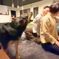 大型犬の前で『肩たたき』をしてみた結果…まさかの『喧嘩と勘違いして全力で止める姿』に感動「正義の味方ｗ」「仲良くして！って言ってる」