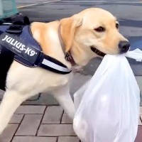 ショッピングセンターで『愛犬にプレゼントを購入した』結果…大喜びで見せた『可愛すぎる行動』に絶賛の声「嬉しそう」「お手伝いが上手だね」