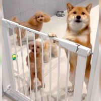 『他の犬まで…』 ペットホテルに預けた犬をお迎えしに行った結果…まさかの『熱烈歓迎』な光景が129万表示「無関係なのに可愛いｗ」と絶賛