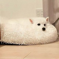 『ヤバい化け物かと思ったら…』クッションと同化してしまった犬の姿に爆笑とツッコミ続々「アザラシ成分多めｗ」「溶けたのかと」と13万いいね