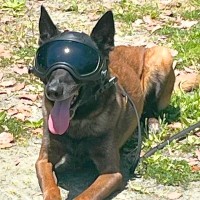 捜索救助犬がヘルメットを装着したら…かっこ良すぎる『ヒーローのような凛々しい姿』が197万回表示「初めて見た」「ロボコップ感すごい」