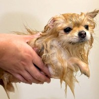 SNSで『洗われた犬の写真を見せて』と呼びかけた結果…続々と押し寄せる事態に21万いいね「うちのもどうぞ」「別犬共有します」共感と爆笑の声