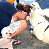 『小型犬好きなご近所さん』に大型犬がした行動…まさかの『小さいフリをする姿』が38万表示「一生懸命」「小さく見せてるの可愛すぎｗ」