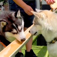 暑い日、大型犬たちと『流しそうめん』した結果…初めての経験で見せた反応が可愛いと190万再生「すごく楽しそうで最高」「イキイキしてる」