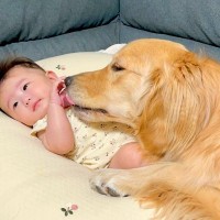 大型犬が『赤ちゃんを自分の子供だと思い込んだ』結果…まるで母親のような行動が優しすぎると63万再生「心が洗われる」「接し方が優しい」