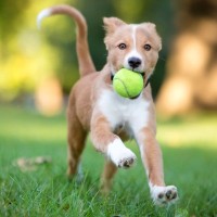 犬が絶対夢中になる『遊び方』とは？愛犬の幸福度をアップさせる方法や遊びの役割まで