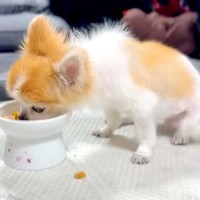 15歳のおじいちゃん犬にご飯をあげたら…言葉を失う『切なすぎる姿』に涙が止まらない「気持ち分かるよ」「応援したくなる」と2万再生の反響