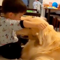 『3歳の男の子が大型犬と遊んだら…』まさかの手慣れ過ぎている姿が"猛獣遣い"のようだと15万再生「可愛い」「猛獣に使われている気も…ｗ」