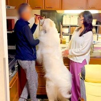 超大型犬が『おじいちゃんおばあちゃんと1日ぶりに再会した』結果…子どものような『甘えん坊っぷり』に悶絶「中身は子供で可愛いｗ」