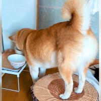 『子どもとクッションが邪魔で水が飲めない…』犬が考え抜いた末に見せた『斬新な飲み方』が話題に「がんばっていて可愛い」「考えましたね」