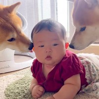 犬たちが『生後3ヵ月の赤ちゃん』と一緒に暮らした結果…心温まる対応が『本当のお姉ちゃん』のようだと47万再生「キュン」「愛に溢れてる」