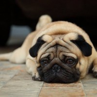 犬が『突然吠えなくなった』時に考えられる5つの理由　注目すべきポイントから、体の異常の可能性まで