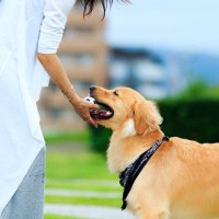 『大型犬』を家族にするには？お迎えをする際のポイントやトラブルの回避法を獣医が解説