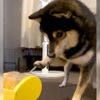 犬が『おやつが出るおもちゃ』に挑戦してみた結果…『失敗の仕方』が可愛すぎると73万再生「届きそうで届かないｗ」「手の動きたまらん」