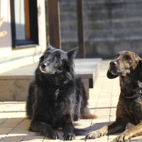 犬の『多頭飼いに向いていない人』特徴5選　当てはまる人は要注意。自分や愛犬を苦しめることになるかも…