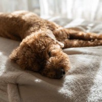 犬が亡くなる前に『飼い主から離れようとする』理由とは？死の直前に見せる前兆まで