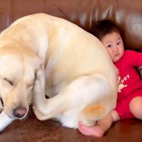 0歳の赤ちゃんと大型犬が『一緒のソファに座った』結果…あまりにも可愛い『潰されてしまう姿』が59万再生「漫画みたいｗ」「むぎゅ顔最高」