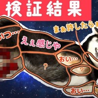 犬の『おさわりマップ検証』してみた結果…命がけの『地獄絵図』となる結末が面白すぎると46万再生「爆笑した」「もはや誰も触れなくて草」