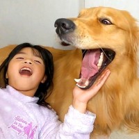 大型犬と暮らす女の子が…誰にも真似できない『娘だけに許された特等席』が羨ましいと118万再生を突破 『もっふもふな枕』が贅沢すぎる…！