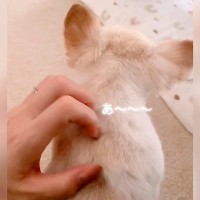 犬の背中をマッサージした結果…衝撃的な『人間のようなリアクション』が可愛すぎると105万再生「着ぐるみ疑惑」「気持ちいいのねｗ」