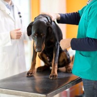 犬の『ガン』4つの種類とは？早期発見するにはどうしたらいいの？