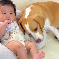 犬が『赤ちゃんを愛し過ぎた』結果…絶対にそばを離れない様子が愛おしいと16万再生「素敵な関係」「可愛すぎて涙が出ちゃう」