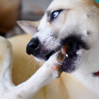 犬が自分の手足を噛んでしまう４つの原因とは　注意すべきポイント、やめさせる方法まで解説