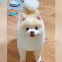 『犬がご飯を食べ終わった』と思っていたら…まさかの『無言の圧をかけてくる光景』が2万いいね「耐えきれる人いる？ｗ」「食べてない顔で草」