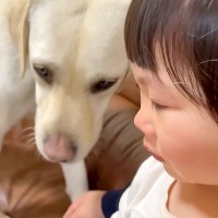 2歳の女の子が『大型犬とぶつかって大泣きした』結果…まさかの反応と『可愛すぎる結末』が54万再生「ションボリしてて泣く」「姉妹みたい」