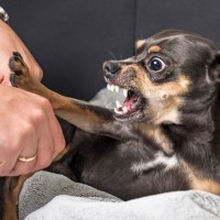 犬が神経質な気持ちのときにみせる5つのサインとは？愛犬を落ち着かせるために飼い主ができること