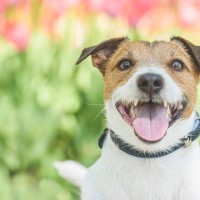 犬が飼い主に『楽しい』と伝えている4つのサインとは？　愛犬の気持ちを見逃さず寄り添ってあげよう