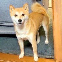 吠える犬に静かにするよう『しーっ』っとお願いした結果…『まさかの反応』が可愛すぎると25万再生「素直ｗ」「ちゃんと分かってる」と絶賛