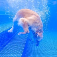 大型犬をプールで遊ばせてみた結果…上手すぎる『潜水』に驚愕「水に潜る犬初めて見た」「わんちゃんオリンピックなら金メダル」と27万再生