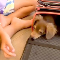 お兄ちゃんが『新学期の準備』をしていたら、犬がランドセルに…？可愛すぎるやり取りが話題「学校に連れていきたくなる」と3万再生