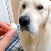 犬が梨を食べようとした瞬間に『あっ！』と言ったら…お利口すぎる反応が3万1000再生「かわいそうだけど可愛いｗ」「賢すぎる」と賞賛