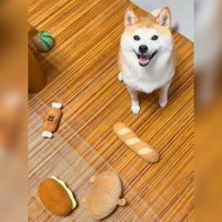 家に帰ってきたら、柴犬が…まさかの『パン屋が開店』している光景が可愛すぎると55万表示「並ばせてください」「毎日通いたい」と悶絶の声