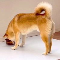 犬が『ひんやりマット』を使ってくれない…飼い主の努力と『まさかの結末』が面白すぎると339万再生「あるあるｗ」「冷めた目で見てるの草」