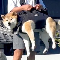 『思ってたのと違う…』犬の抱っこ紐をカッコよく着こなす予定が…完全に想定外な『まさかの姿』が面白過ぎると596万再生「狩りの後かな？」